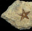 Ordovician Starfish (Petraster?) Fossil - Morocco #56358-1